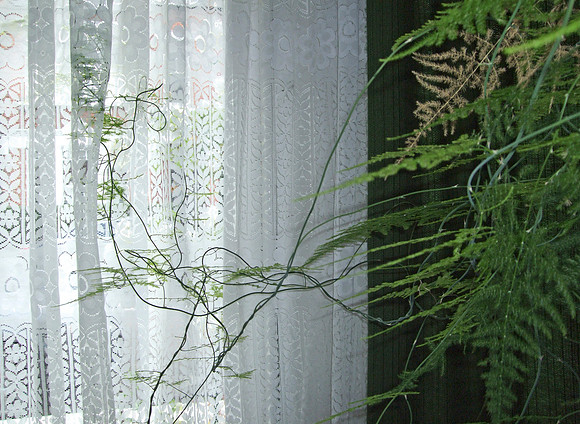 Fern