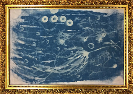 Cyanotype 3
